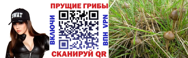 мориарти как зайти  ОМГ ОМГ маркетплейс  Галлюциногенные грибы GOLDEN TEACHER  Армянск  наркота 